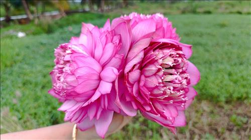 hẹn hò - Trúc-Les -Tuổi:38 - Độc thân-TP Hồ Chí Minh-Người yêu lâu dài