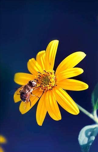 hẹn hò - Nhan Pham-Les -Tuổi:42 - Độc thân-TP Hồ Chí Minh-Người yêu lâu dài