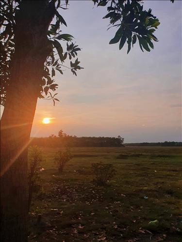 Thảo