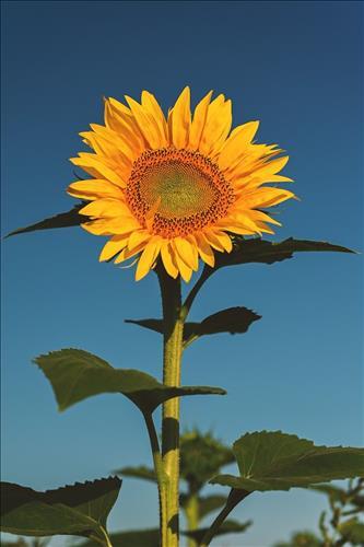 hẹn hò - Thiên Bình -Les -Tuổi:37 - Độc thân-TP Hồ Chí Minh-Người yêu lâu dài