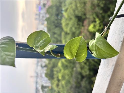 hẹn hò - Thuy Vu Tran Nguyen-Lesbian -Age:40 - Single-TP Hồ Chí Minh-Confidential Friend - Best dating website, dating with vietnamese person, finding girlfriend, boyfriend.