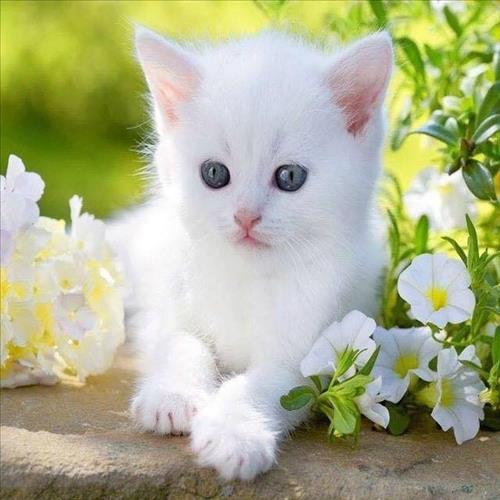 hẹn hò - Love Cat-Les -Tuổi:42 - Độc thân-TP Hồ Chí Minh-Người yêu lâu dài