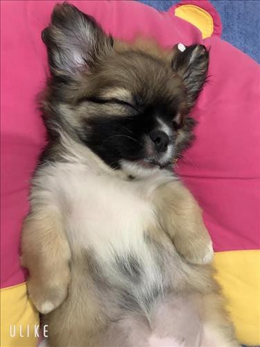 hẹn hò - Mây-Les -Tuổi:37 - Độc thân-Bà Rịa - Vũng Tàu-Người yêu lâu dài