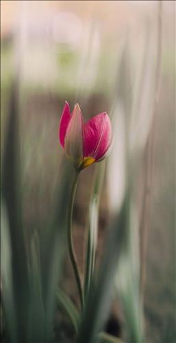 hẹn hò - LoveIsNoReason-Lesbian -Age:40 - Single--Friend - Best dating website, dating with vietnamese person, finding girlfriend, boyfriend.