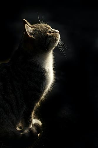 hẹn hò - Ly -Les -Tuổi:27 - Độc thân-Cà Mau-Người yêu lâu dài