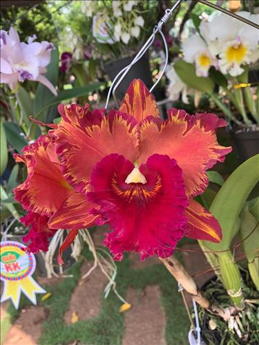 hẹn hò - Jamy-Les -Tuổi:37 - Độc thân-TP Hồ Chí Minh-Người yêu lâu dài