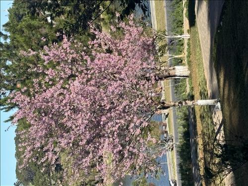 hẹn hò - Maianhdao-Lesbian -Age:51 - Single-Lâm Đồng-Confidential Friend - Best dating website, dating with vietnamese person, finding girlfriend, boyfriend.