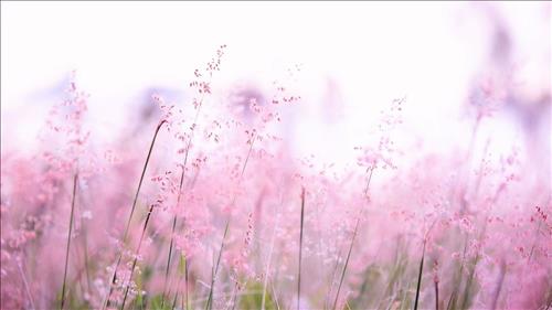 hẹn hò - Tim một nơi bình yên-Nữ -Tuổi:41 - Ly dị-TP Hồ Chí Minh-Người yêu lâu dài