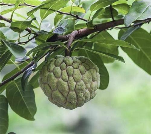 hẹn hò - Na-Les -Tuổi:41 - Độc thân-TP Hồ Chí Minh-Tìm bạn bè mới