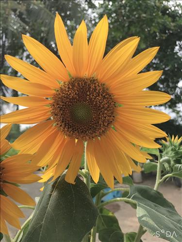 hẹn hò - Sunflower-Lesbian -Age:40 - Single-TP Hồ Chí Minh-Lover - Best dating website, dating with vietnamese person, finding girlfriend, boyfriend.