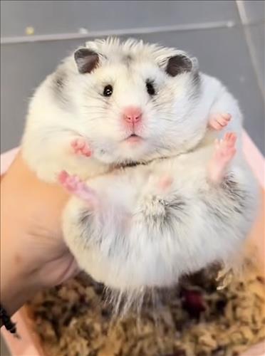 hẹn hò - Shirley Trương-Lesbian -Age:34 - Single-Bình Dương-Lover - Best dating website, dating with vietnamese person, finding girlfriend, boyfriend.