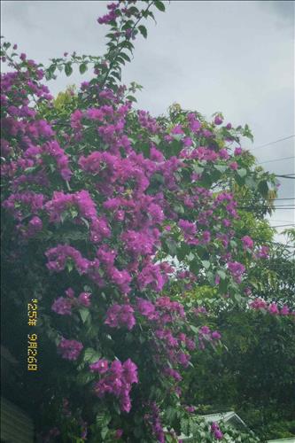 hẹn hò - 04-Les -Tuổi:33 - Độc thân-Điện Biên-Người yêu lâu dài