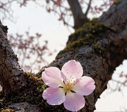 hẹn hò - Nhật Di-Lesbian -Age:42 - Single-TP Hồ Chí Minh-Friend - Best dating website, dating with vietnamese person, finding girlfriend, boyfriend.