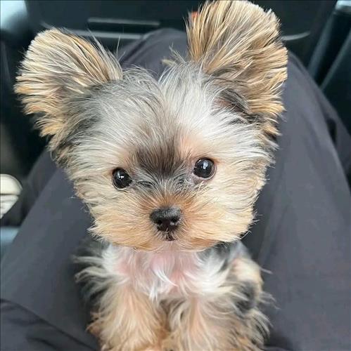 hẹn hò - Hoa mặt trời-Les -Tuổi:36 - Độc thân--Tìm bạn bè mới