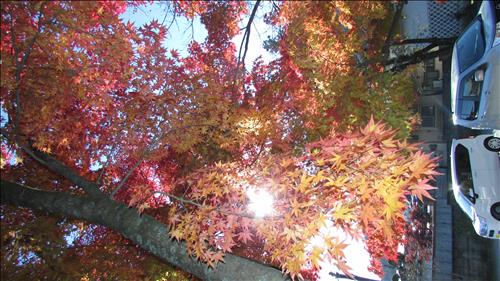 hẹn hò - 🌸春-Lesbian -Age:33 - Single-TP Hồ Chí Minh-Friend - Best dating website, dating with vietnamese person, finding girlfriend, boyfriend.