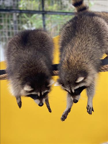 hẹn hò - Black Sheep-Lesbian -Age:32 - Single-TP Hồ Chí Minh-Lover - Best dating website, dating with vietnamese person, finding girlfriend, boyfriend.