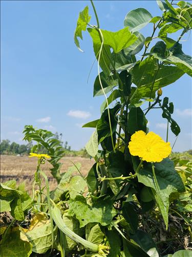 hẹn hò - Tuoi-Lesbian -Age:27 - Single-Cần Thơ-Lover - Best dating website, dating with vietnamese person, finding girlfriend, boyfriend.