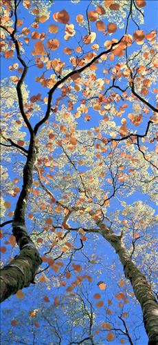 hẹn hò - Năm-tháng-Les -Tuổi:38 - Độc thân-TP Hồ Chí Minh-Tìm bạn bè mới