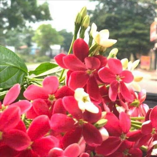 hẹn hò - Hana-Les -Tuổi:45 - Ly dị-Hải Phòng-Tìm bạn bè mới
