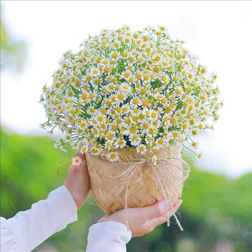 hẹn hò - Hoa cỏ-Les -Tuổi:36 - Độc thân-TP Hồ Chí Minh-Người yêu ngắn hạn