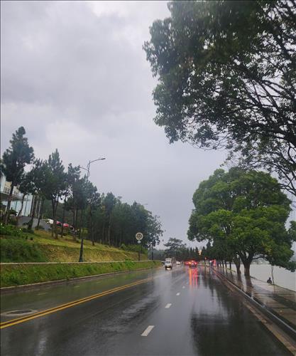 Hoa Anh túc 