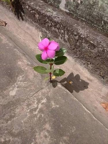 🍀Vẫn hy vọng 🍀